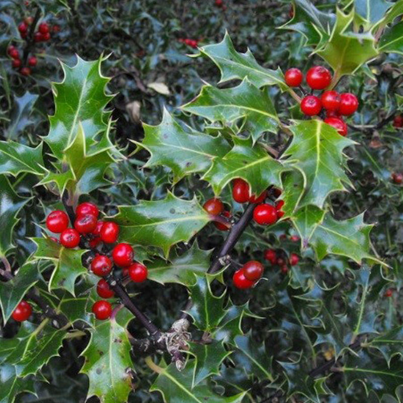 Mistletoe Plant With Red Berries