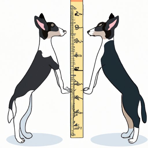 How to Measure Dog Height The Ultimate Guide The Cognitive Orbit