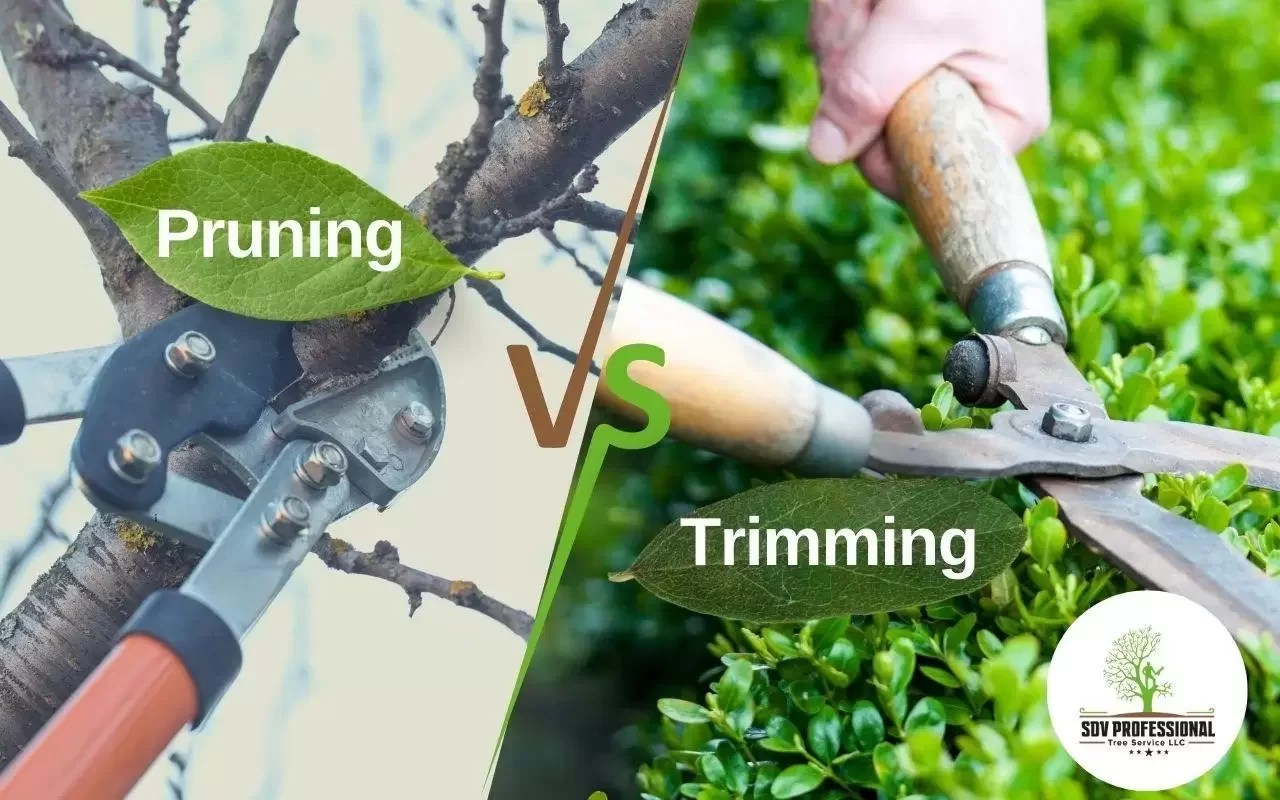 Pruning vs Trimming Is pruning and trimming the same?