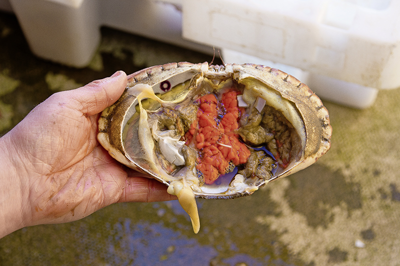 Learn How to Prepare the Perfect Cart Bait! SeaAngler