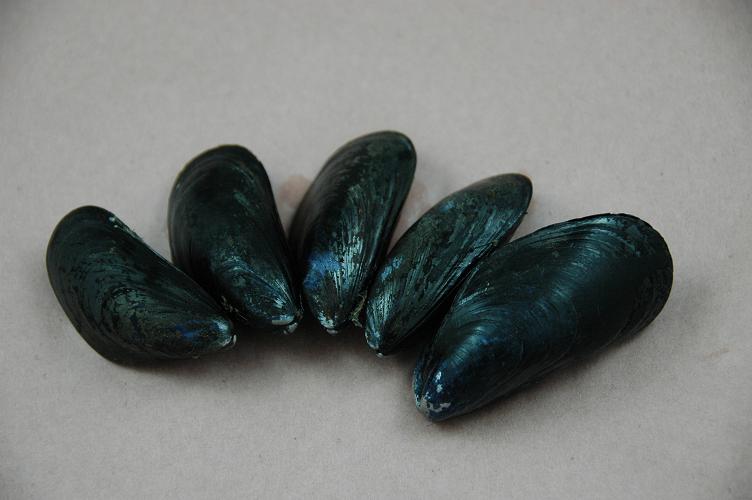 Saltspring Mussels Seacore Seafood Products