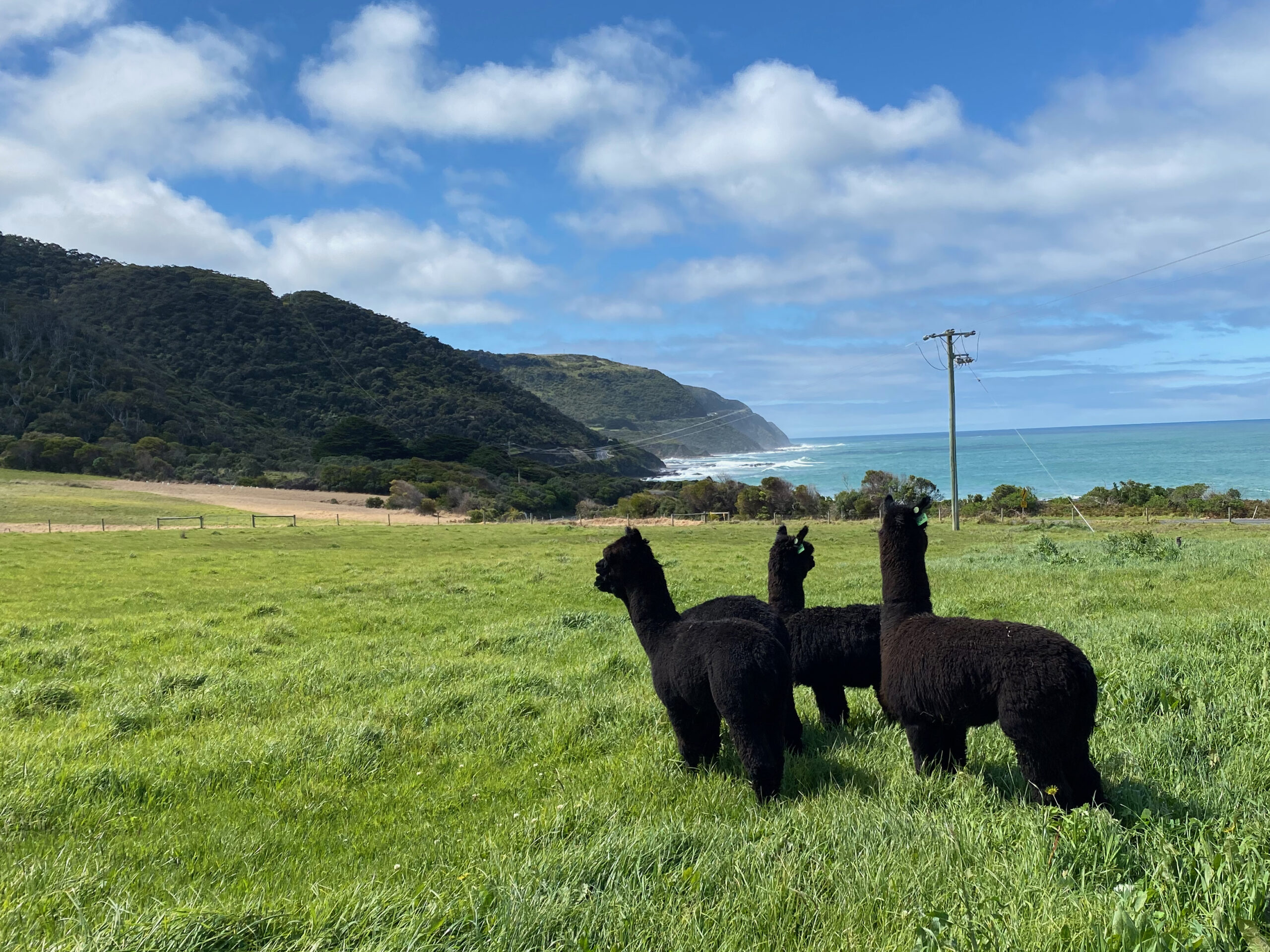 on the Great Ocean Road Seacroft Estate Book Direct