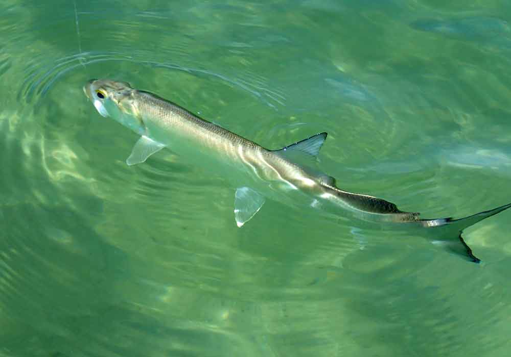 Elops Saurus Ladyfish Profile Diet Habit Size Habitat SeaFish