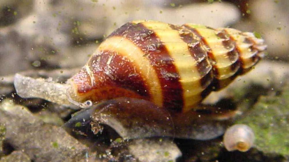 Assassin Snail Bumblebee Snail Traits Breed Care Food SeaFish