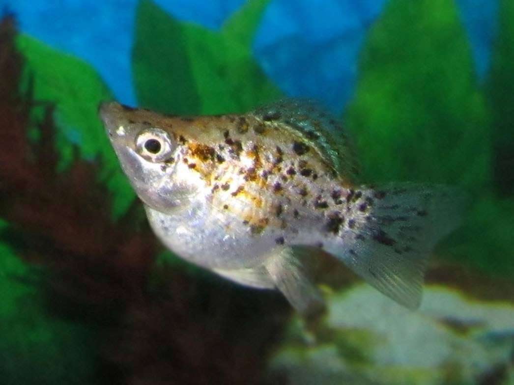 Balloon Molly Fish Care Breeding Lifespan Pregnant Food SeaFish