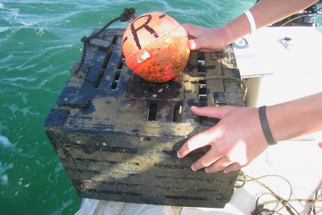 Stone Crab Season Florida Essential Guide for 2023 Seamagazine