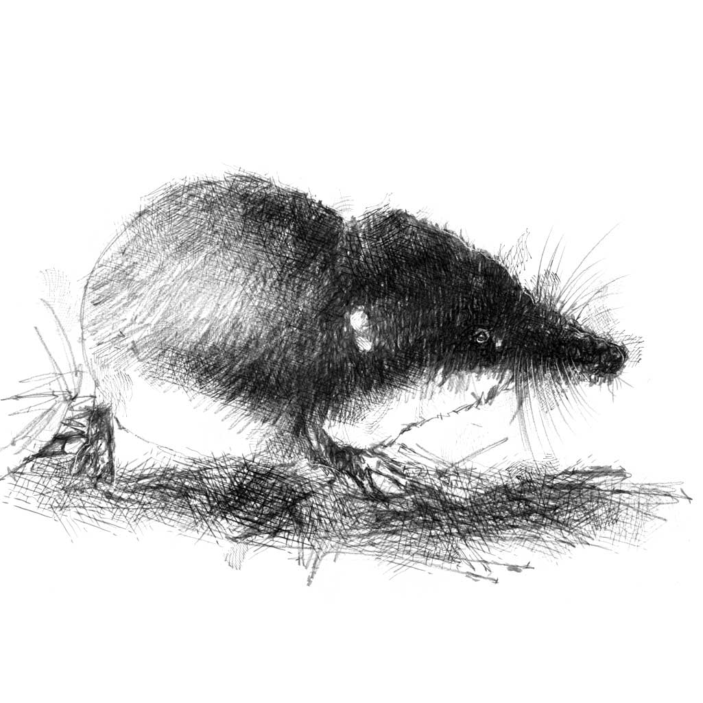 Original Shrew sketch SeanBriggs