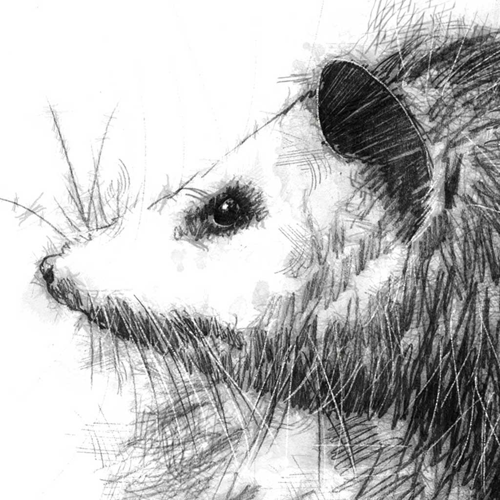 Original possum sketch SeanBriggs