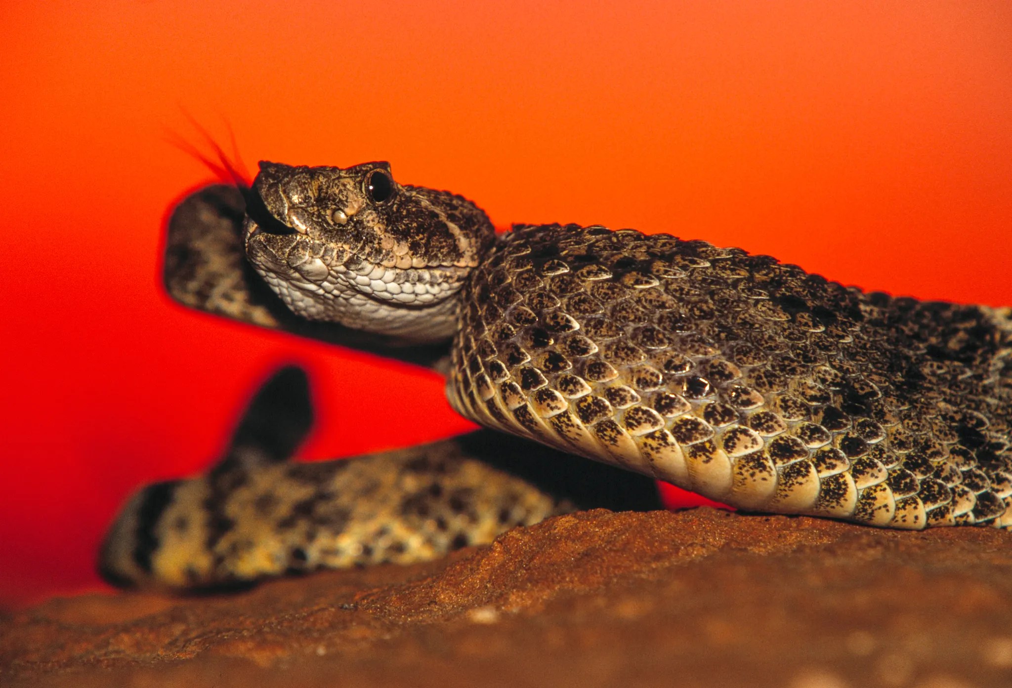 Rattlesnake Sunset Sean Fitzgerald Photography