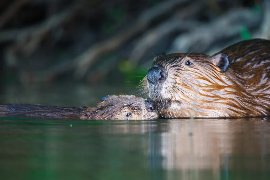 Fun with Beavers Sean Fitzgerald Photography
