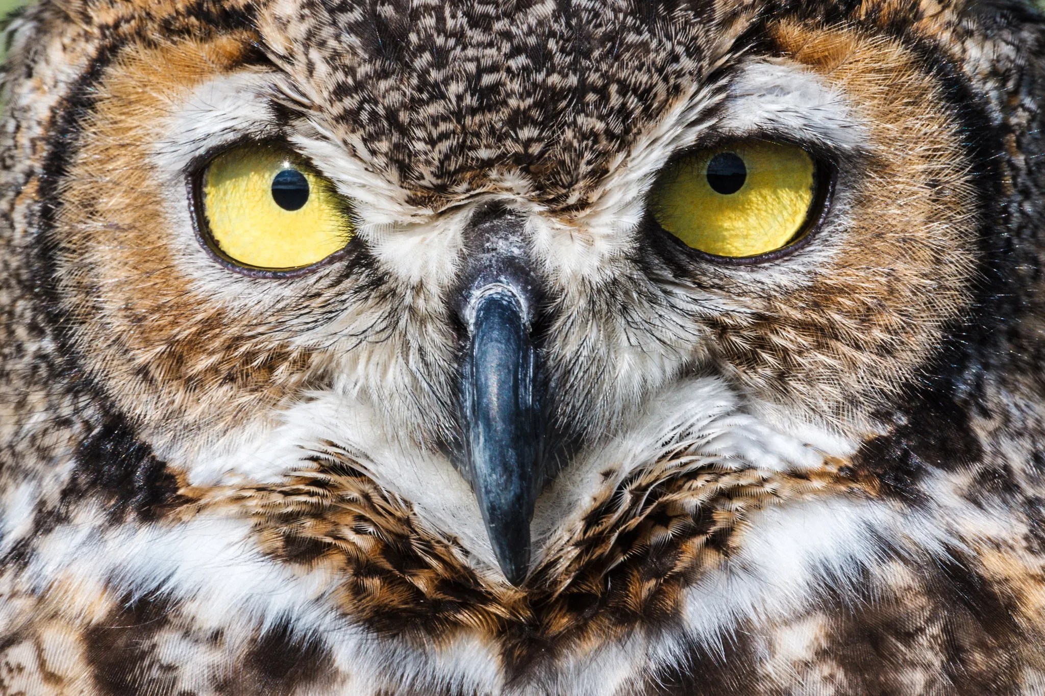 Great Horned Owl Sean Fitzgerald Photography