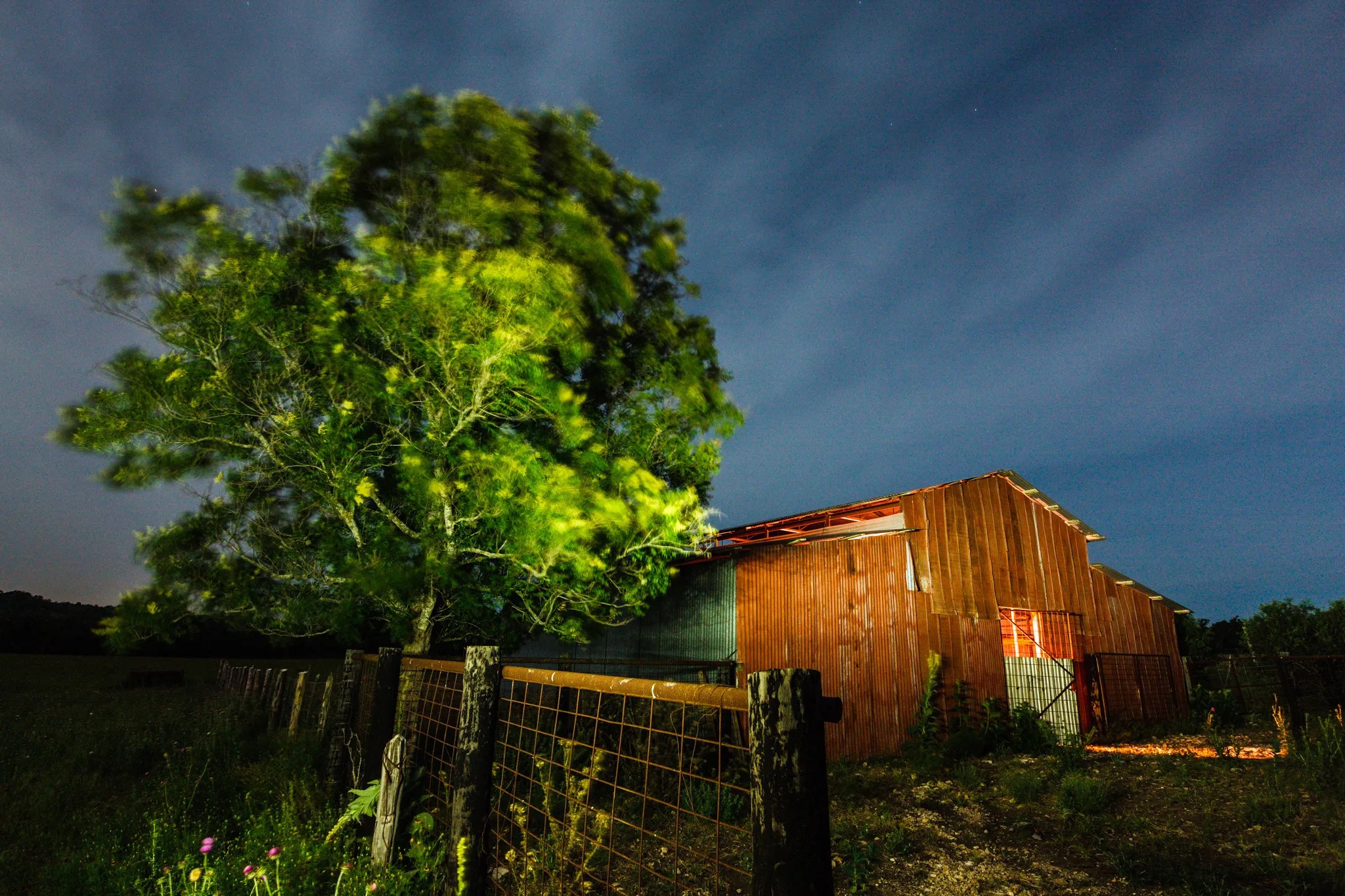 Emperor in Primrose Sean Fitzgerald Photography