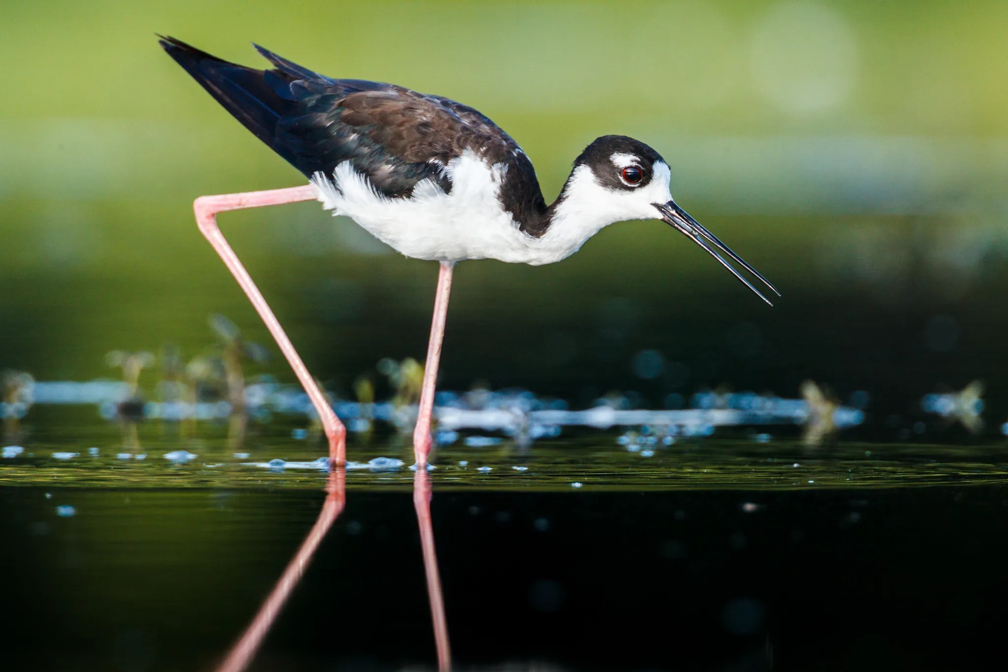 BlackNecked Stilt Sean Fitzgerald Photography