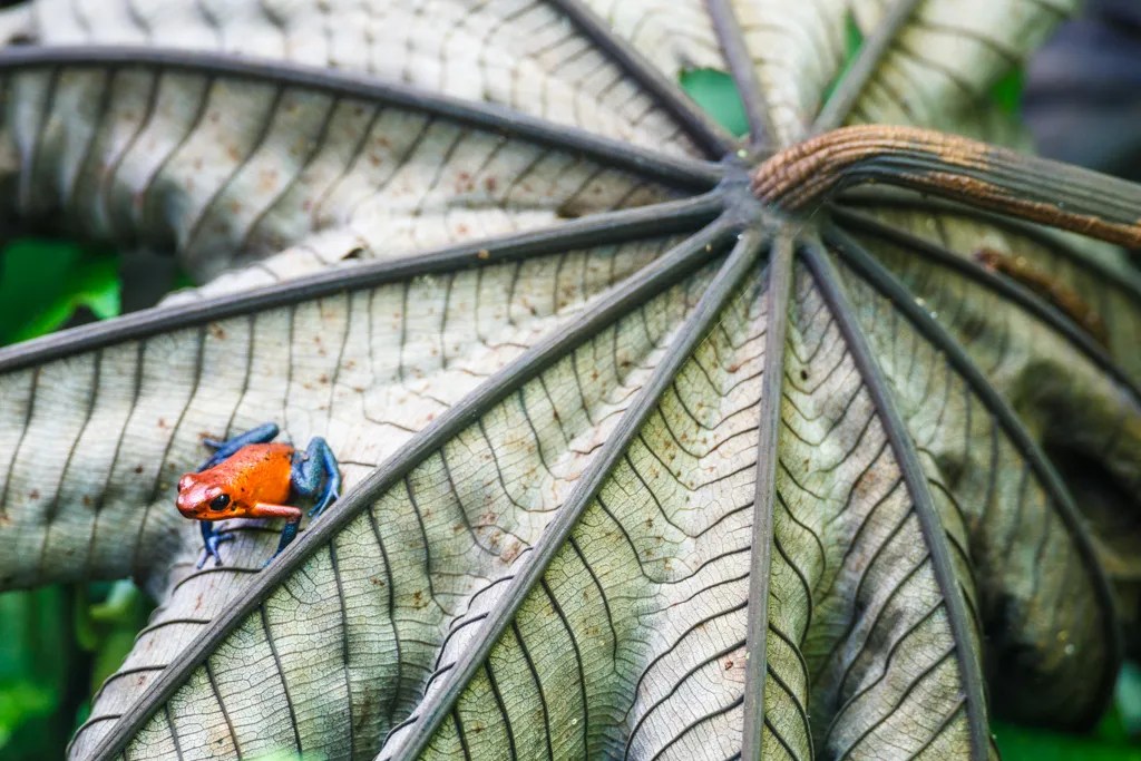 Blue Jeans Tree Frog/ Getting Closer Sean Fitzgerald Photography