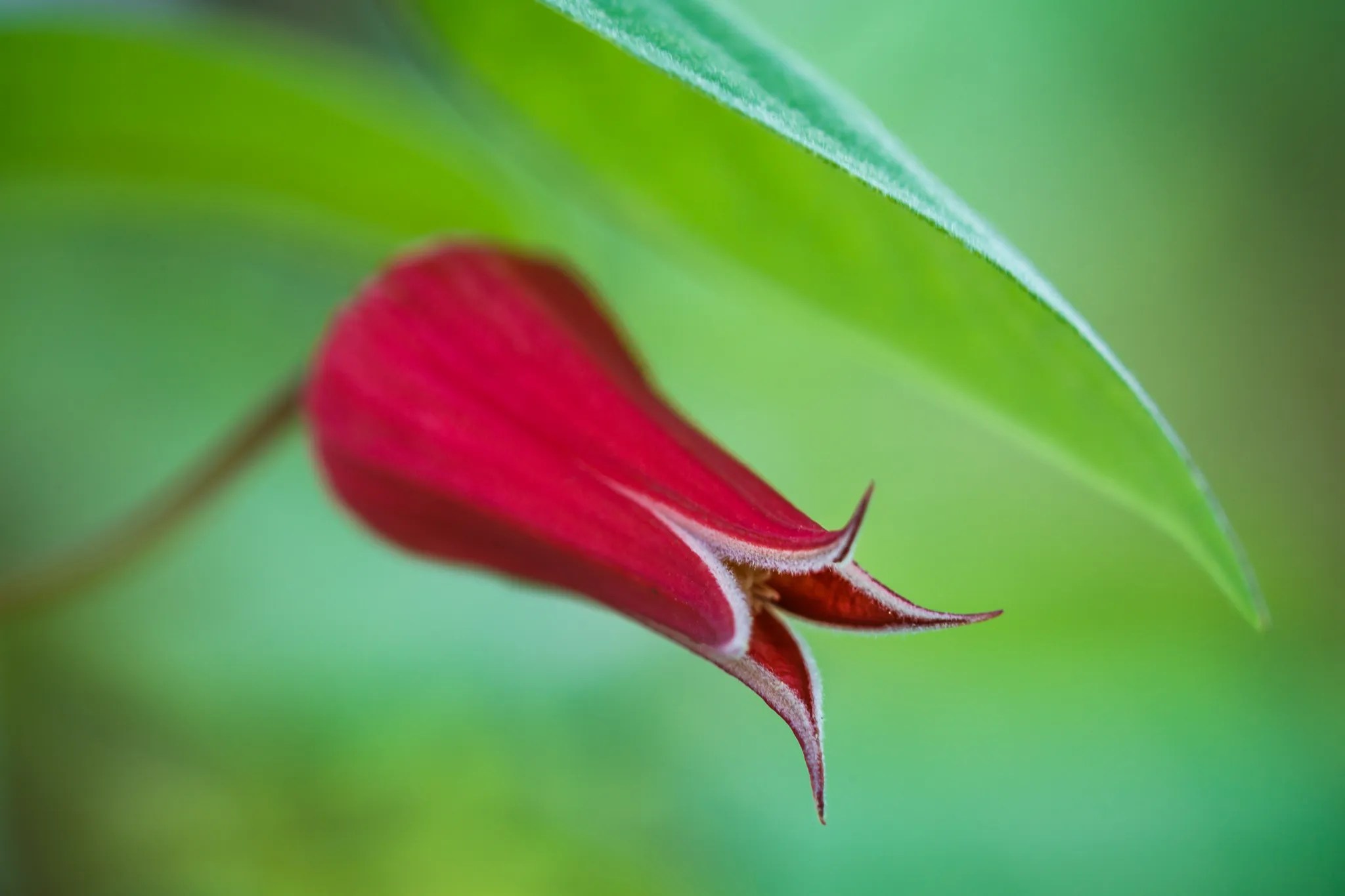 Leatherflower Sean Fitzgerald Photography