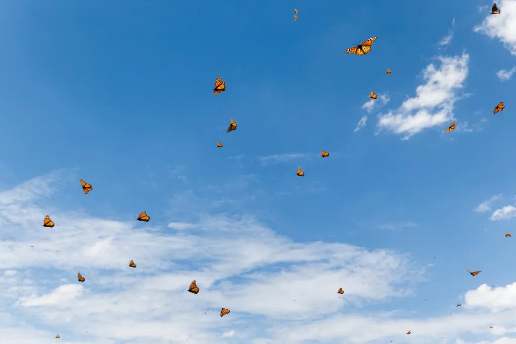 Monarchs and Sky Sean Fitzgerald Photography