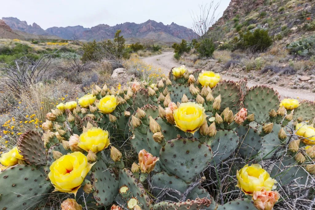 Prickly Pear Blooms Sean Fitzgerald Photography