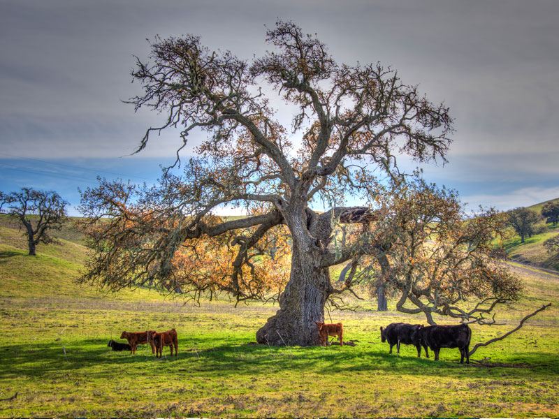 California central coast real estate SearchLight