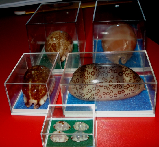 Storing Seashells SEASHELL COLLECTOR