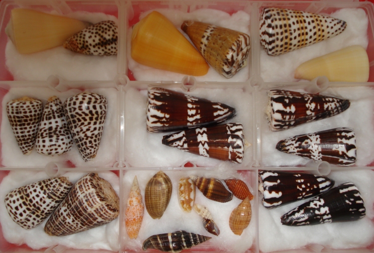 Shells from New Caledonia SEASHELL COLLECTOR