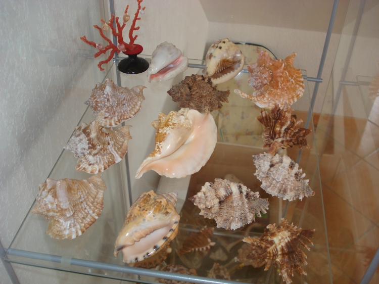 Shells Displayed in Glass Showcase SEASHELL COLLECTOR
