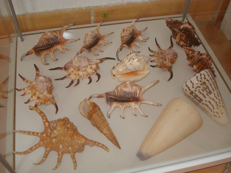 Shells Displayed in Glass Showcase SEASHELL COLLECTOR