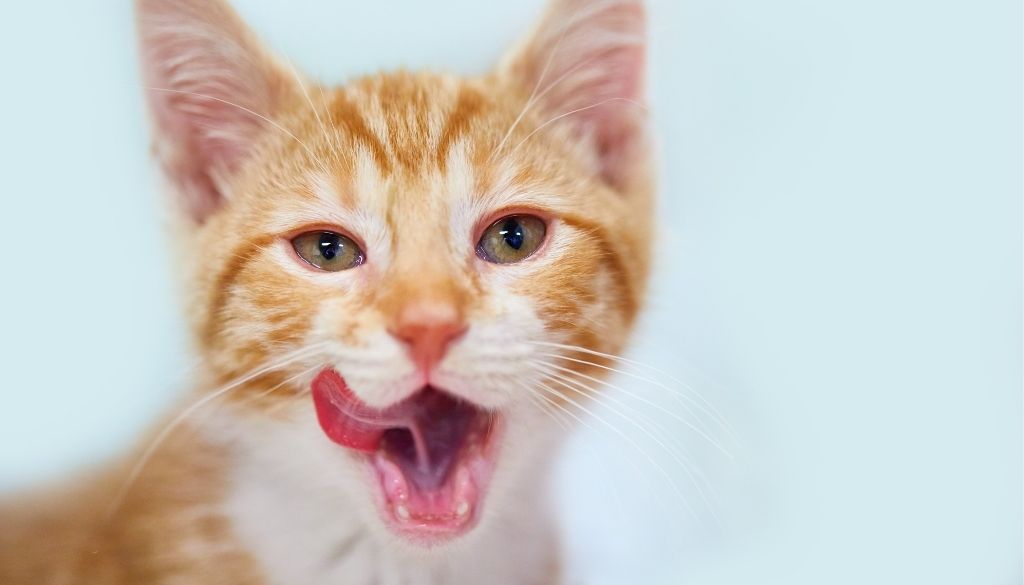Spitty kitty? What it Means When Your Cat Drools • Seattle Area Feline