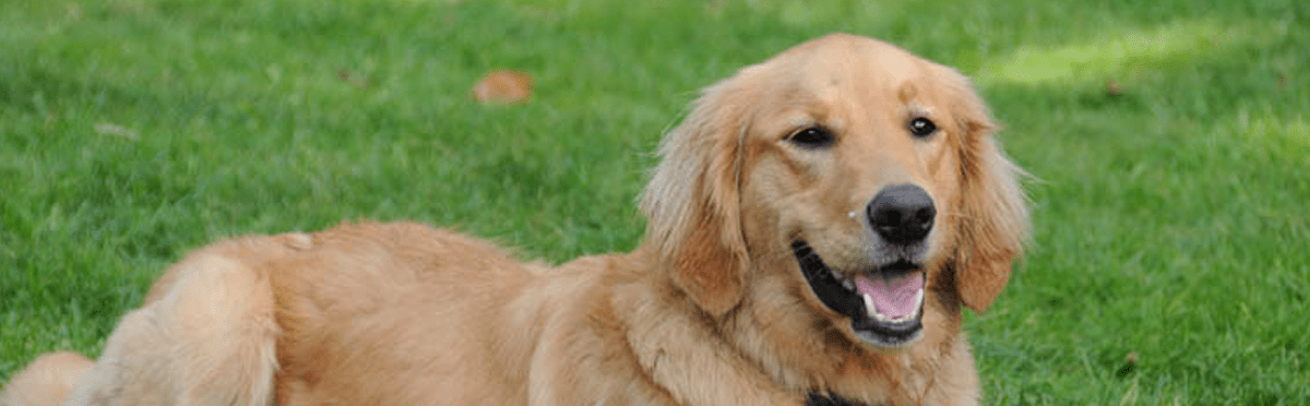 Dog Photography Seattle Canine Concierge