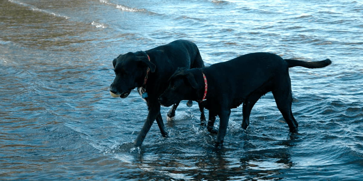 About Us Seattle Canine Concierge dog walking seattle