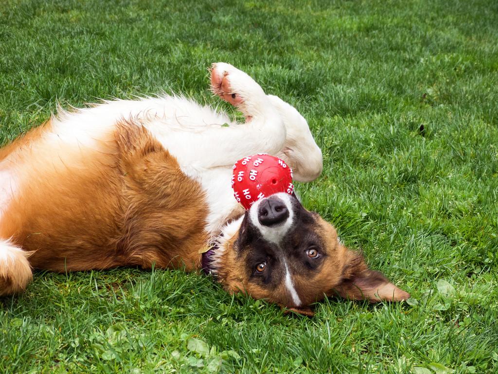 Dog Toys and How to Use Them Seattle Humane