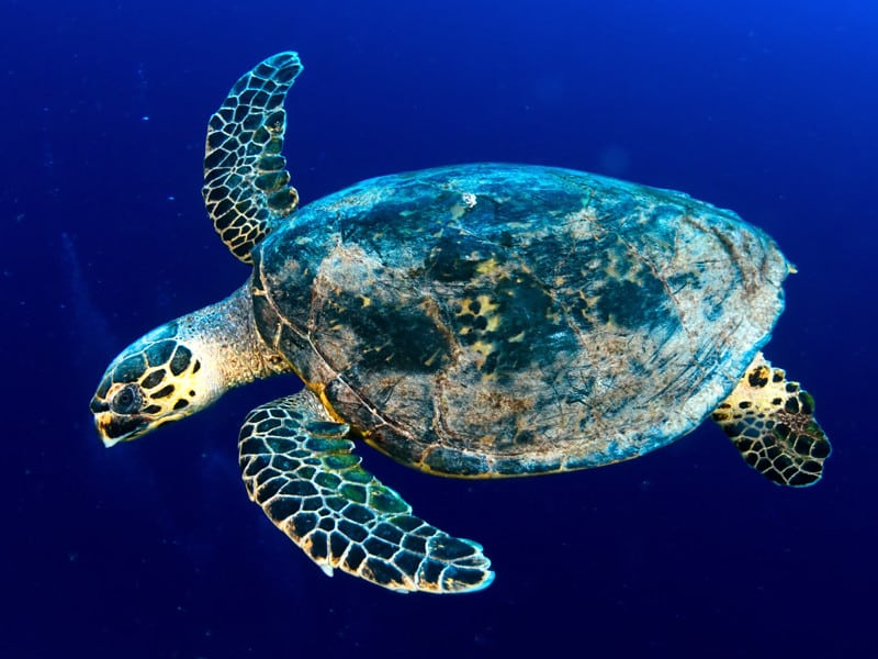 Hawksbill Sea Turtle Sea Turtle Facts and Information