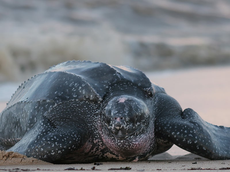 Leatherback Sea Turtle Sea Turtle Facts and Information