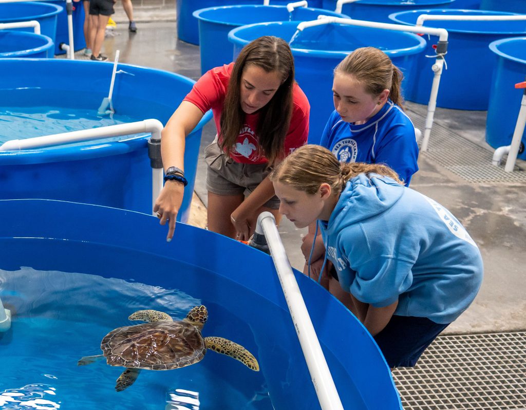 l0N_D3xE Sea Turtle Camp
