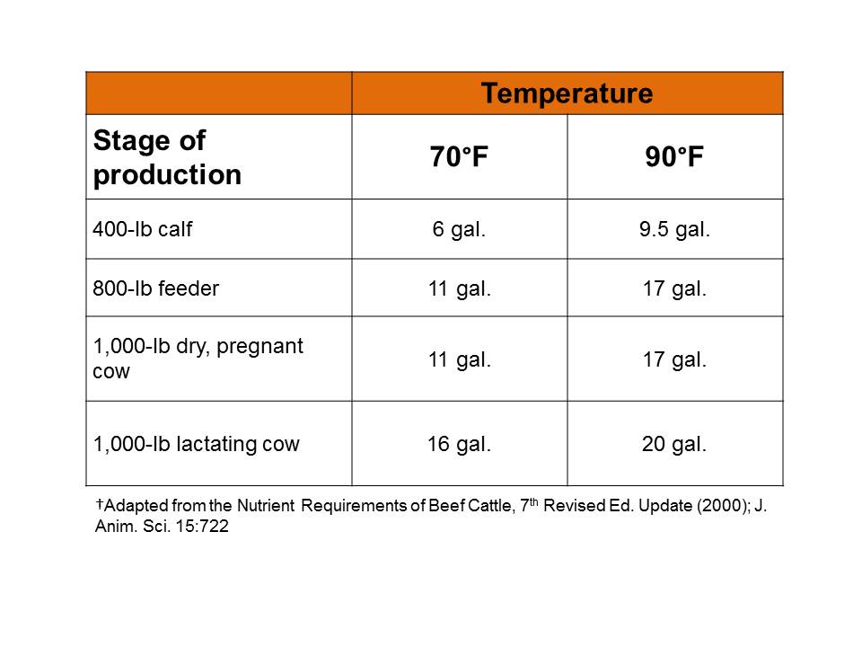 Beat the Heat with These Summer Management Tips Southeast Cattle Advisor