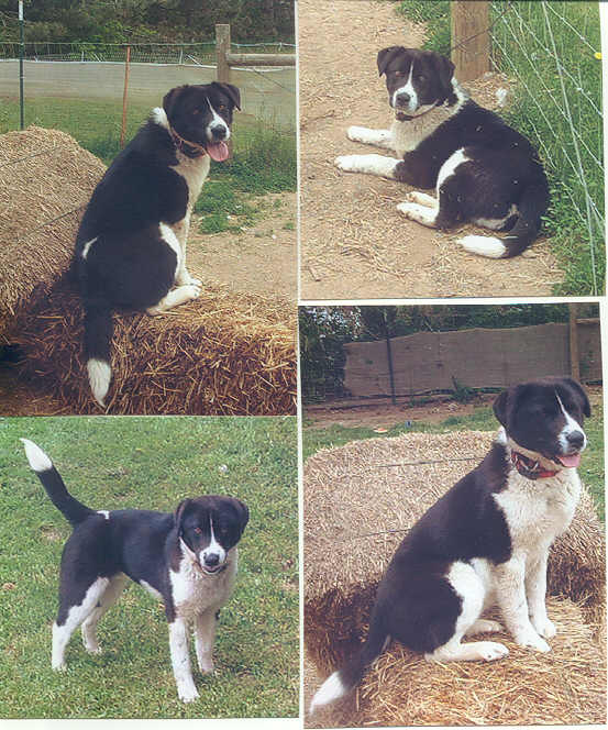 Beagle Border Collie