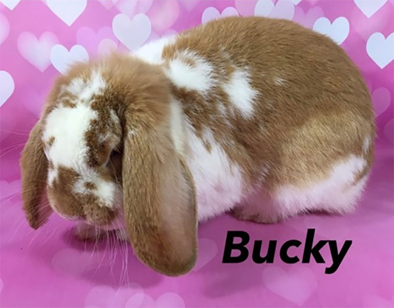 Adoptions Second Chance Bunnies