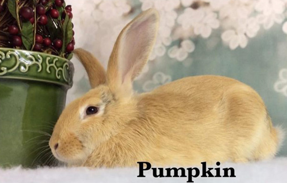 Second Chance Bunnies mond