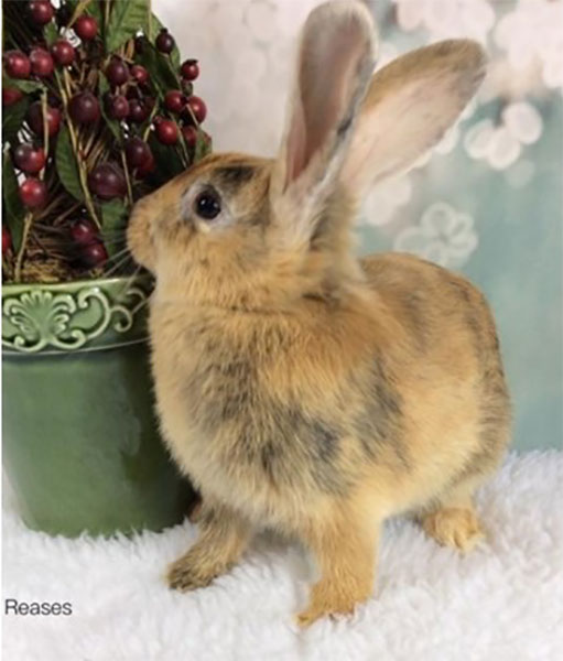 Second Chance Bunnies mond