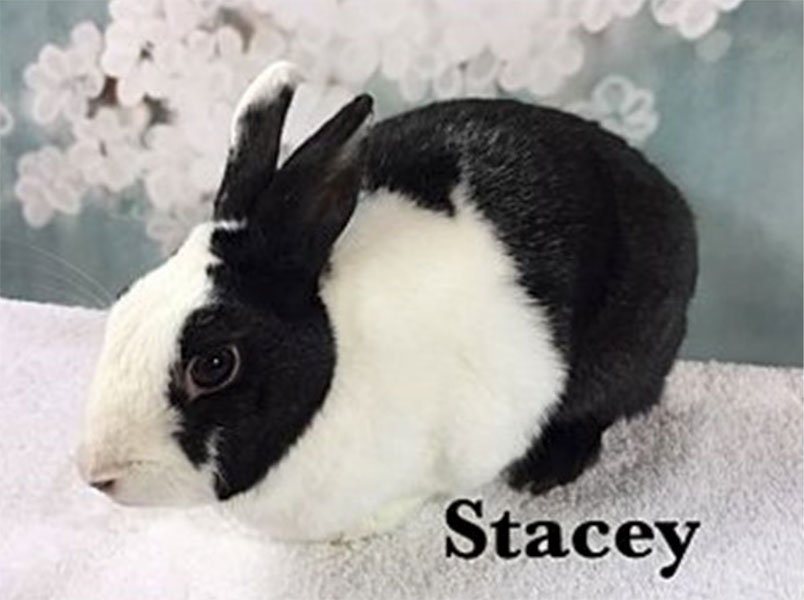 Second Chance Bunnies mond