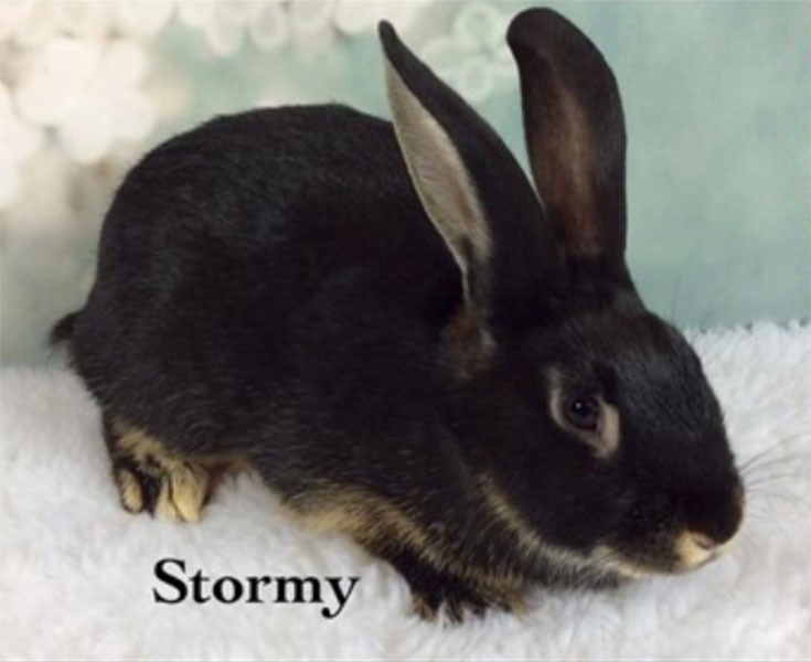 Second Chance Bunnies mond