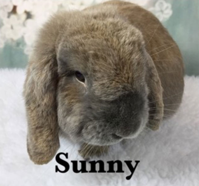 Second Chance Bunnies mond