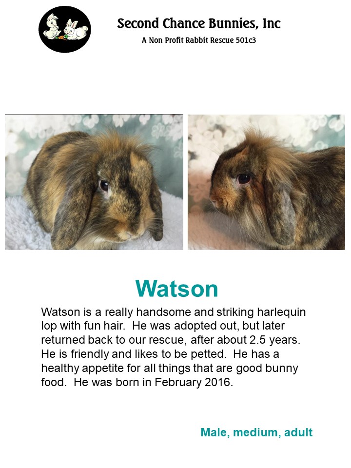 Watson Second Chance Bunnies