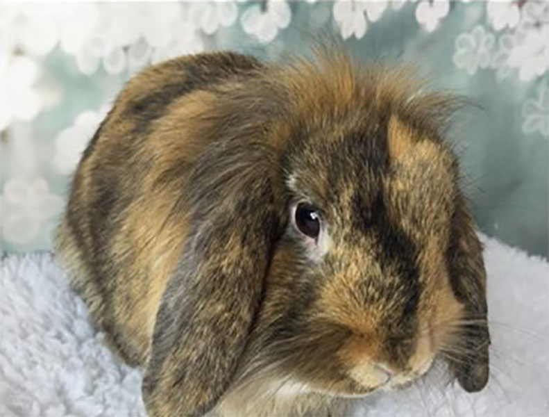 Second Chance Bunnies mond