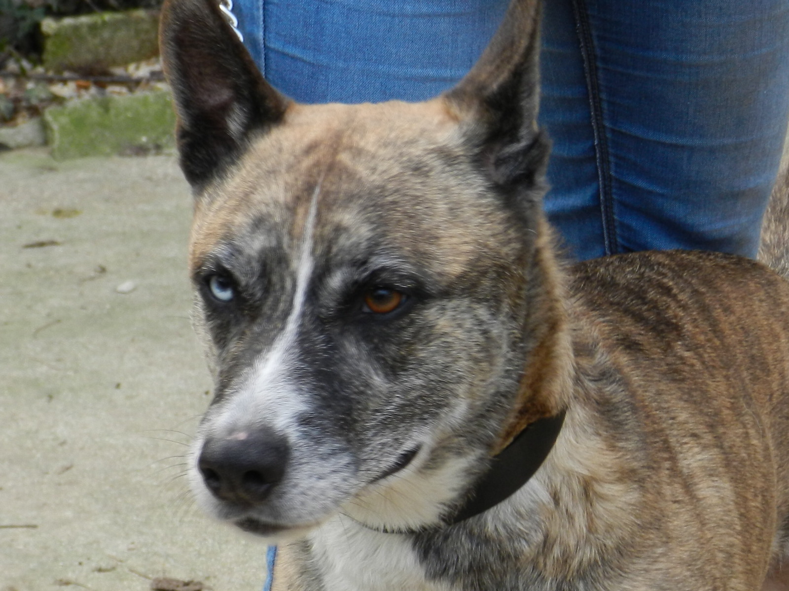 A.R.A. (Assistance Refuge Animaux) refuge chien région