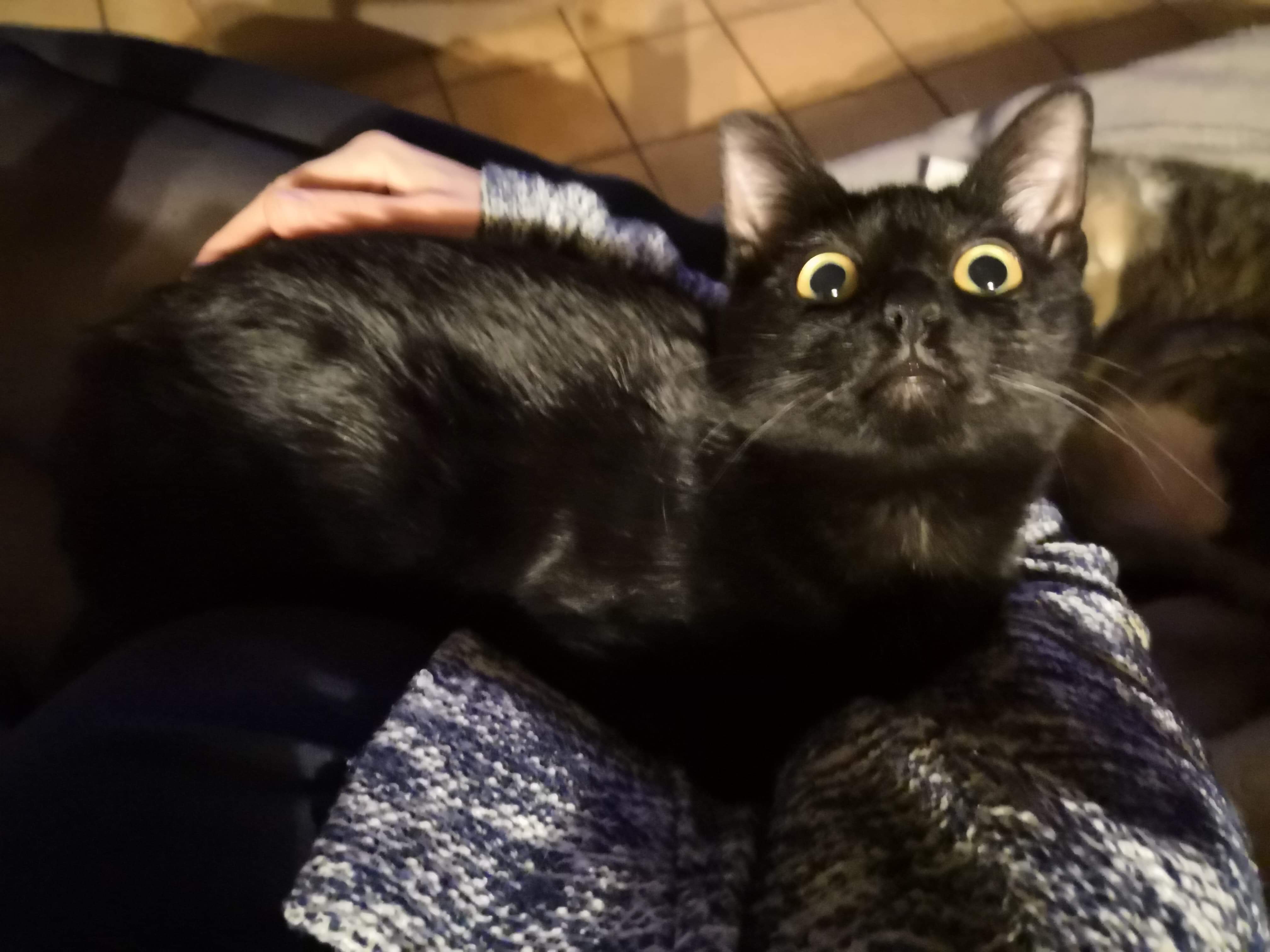 Adoption de Anya la Moyen chat chat domestique