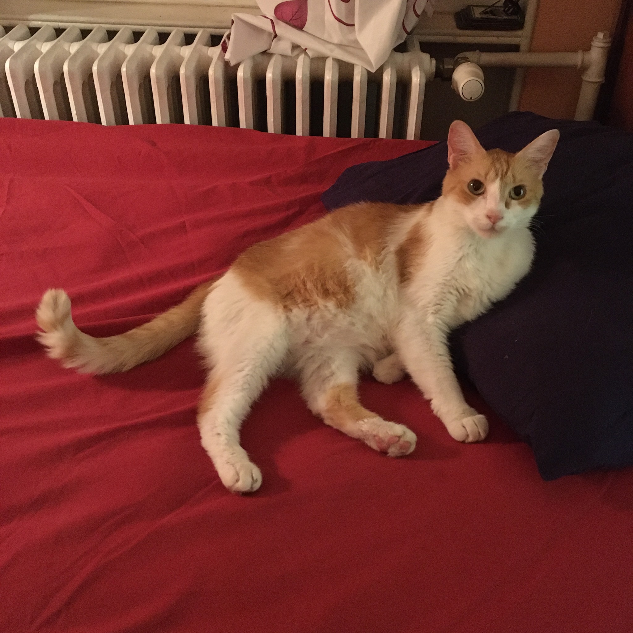 Adoption de Mushy, nounours câlin Grand chat chat domestique poil mi