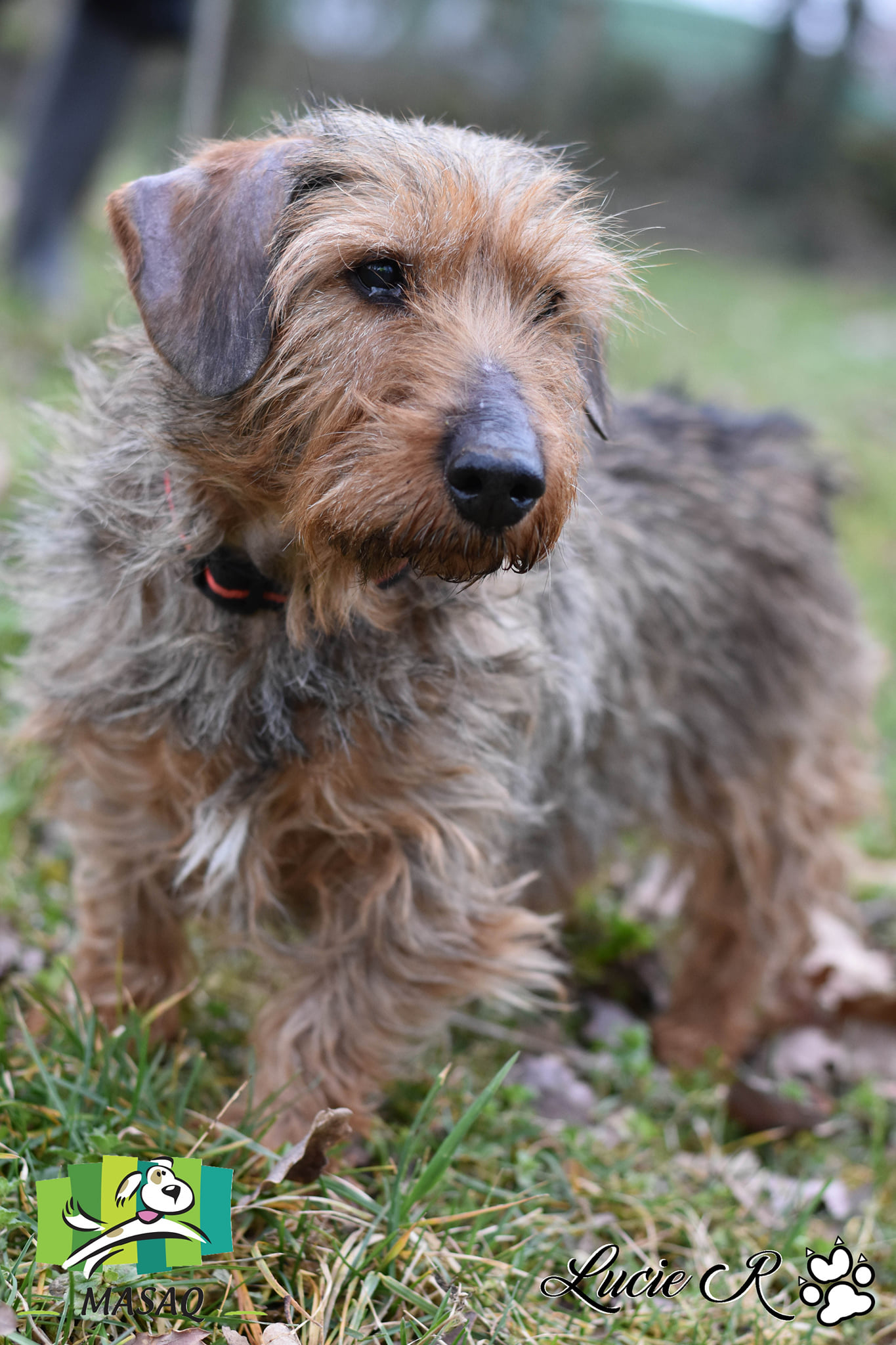 Adoption de Decibelle Petit chien teckel, région RhôneAlpes