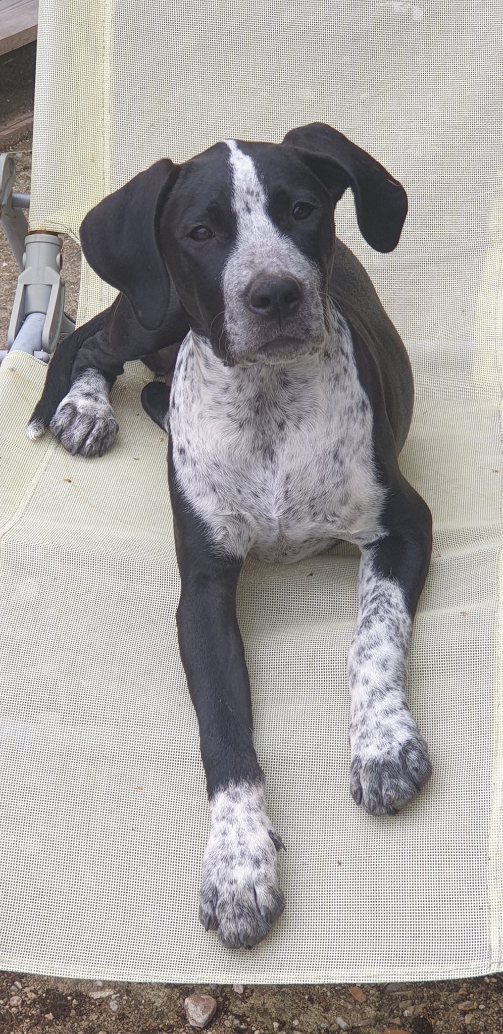 Adoption de Zoe Grand chien pointer anglais, région NouvelleAquitaine