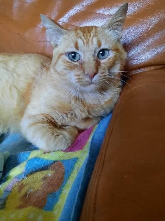 Adoption de Weasley Grand chat européen, région ÎledeFrance