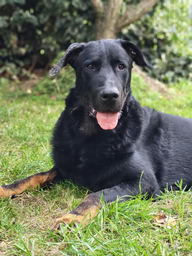 Adoption de Jason Grand chien beauceron, région ProvenceAlpesCôte d'Azur